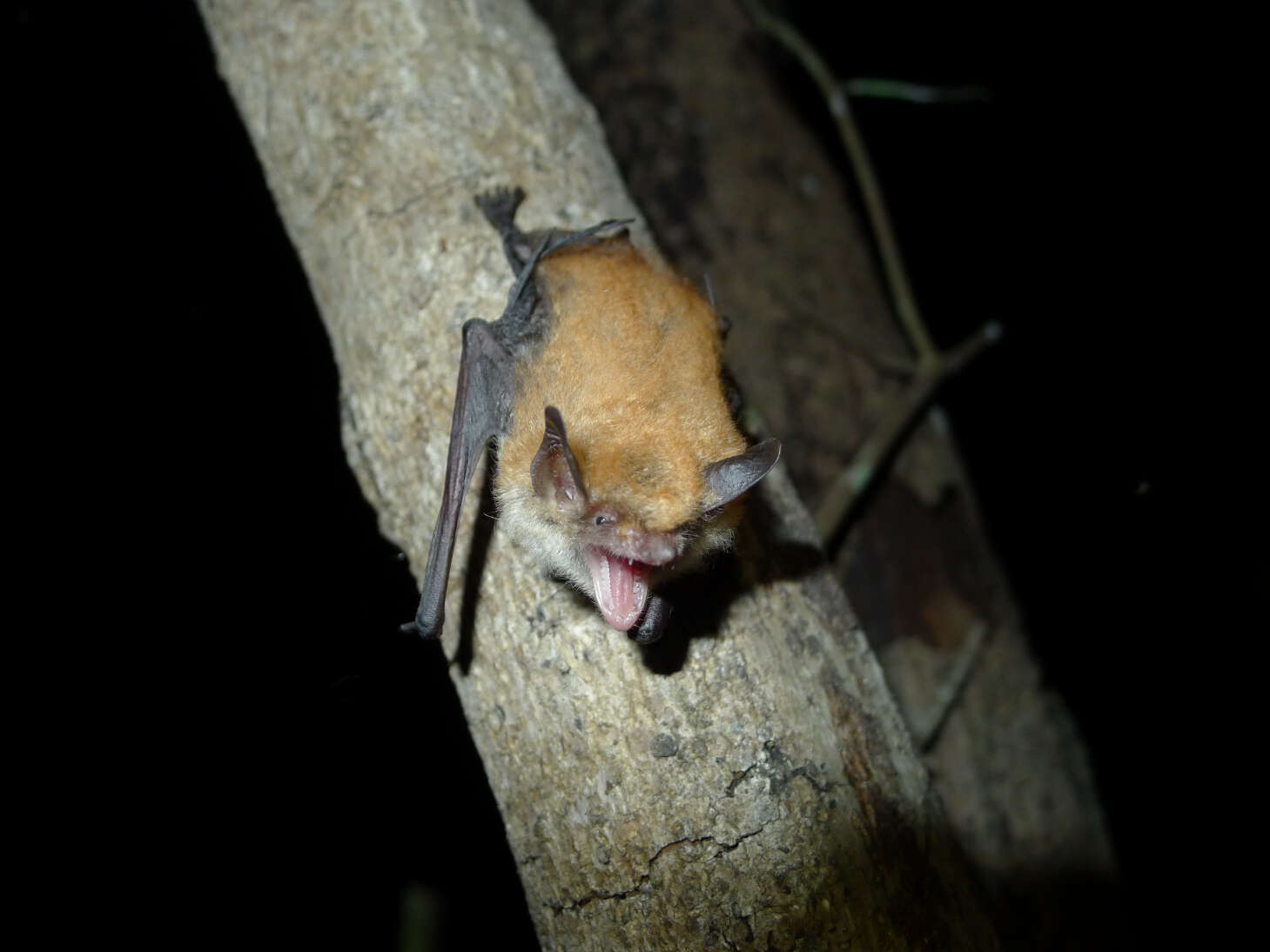 Myotis bocagii (Peters 1870)的圖片