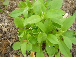 Image of Myosotis sparsiflora Pohl