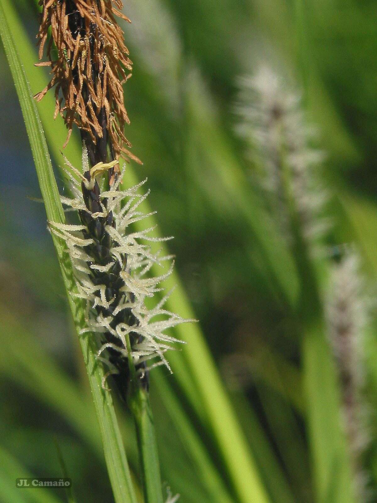 Image de Carex reuteriana subsp. reuteriana