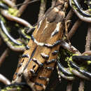 Image of Glyphipterix calliscopa Lower 1905