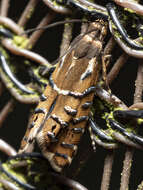 Image of Glyphipterix calliscopa Lower 1905