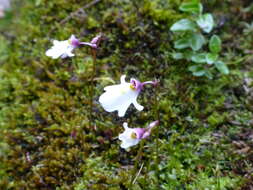 Image of Utricularia brachiata (R. Wight) Oliv.