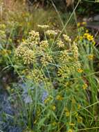 Image of hemlock waterparsnip