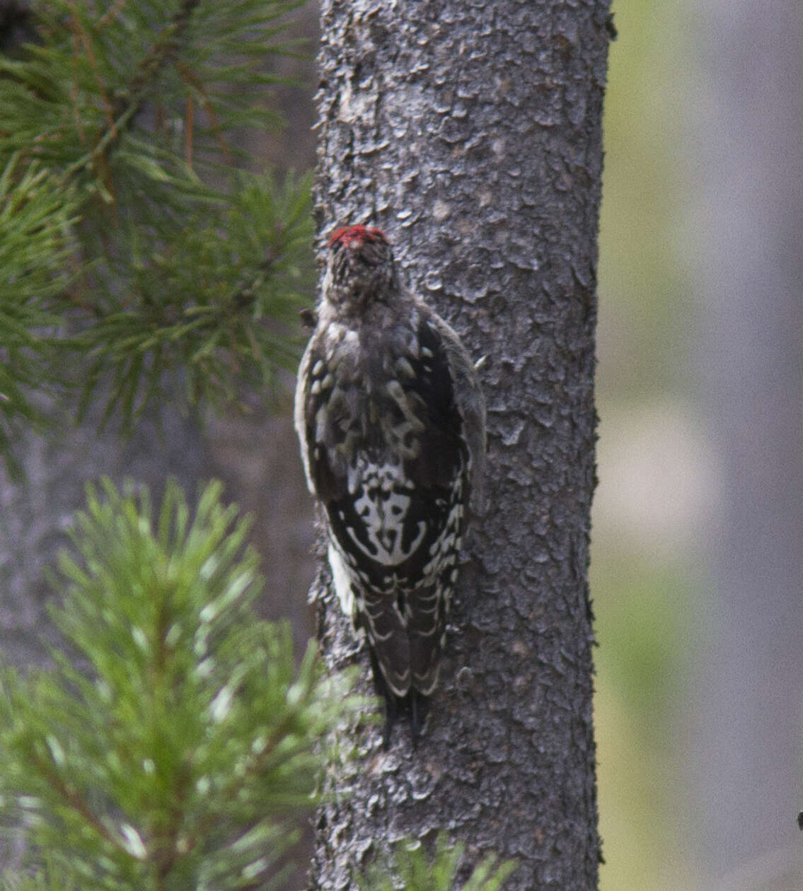 Image of Red-naped Sapsucker