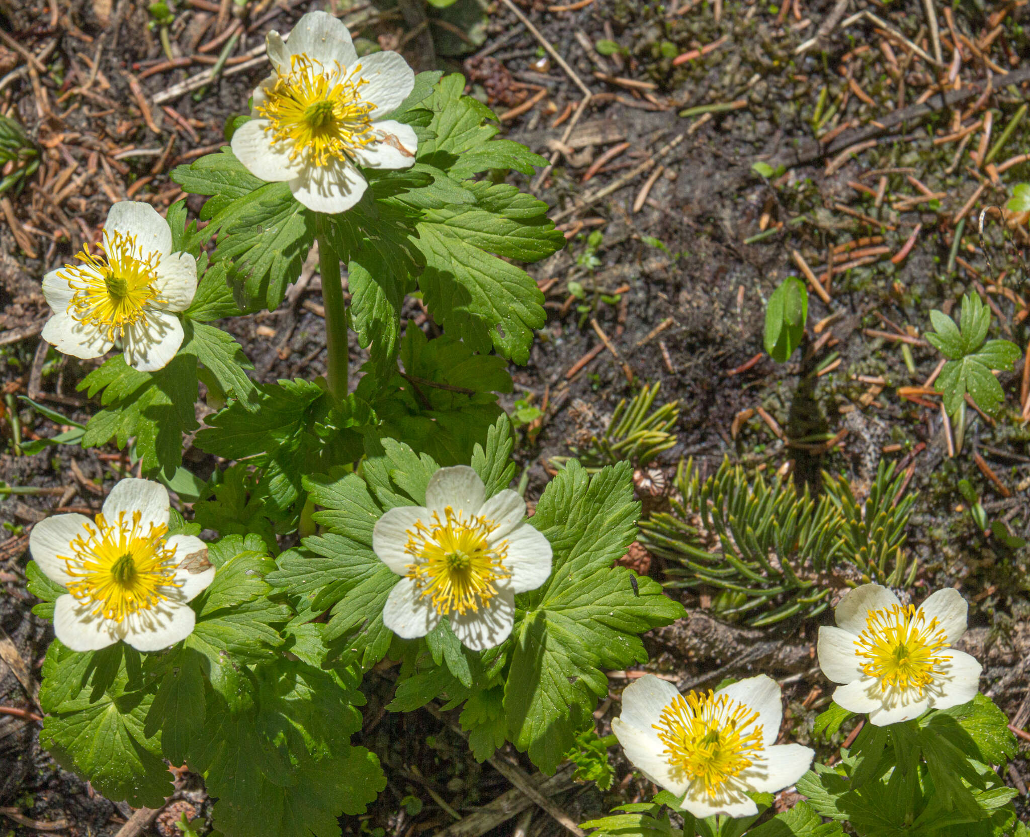 Image of American globeflower