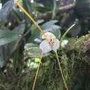 Image of Masdevallia xanthina Rchb. fil.