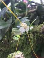 Plancia ëd Masdevallia xanthina Rchb. fil.