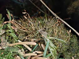 Image of anacamptodon moss