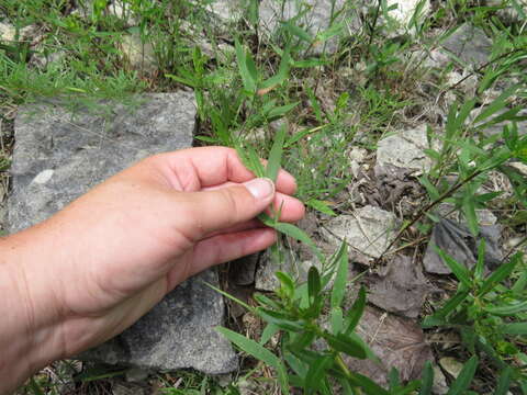 Image of softleaf rosette grass