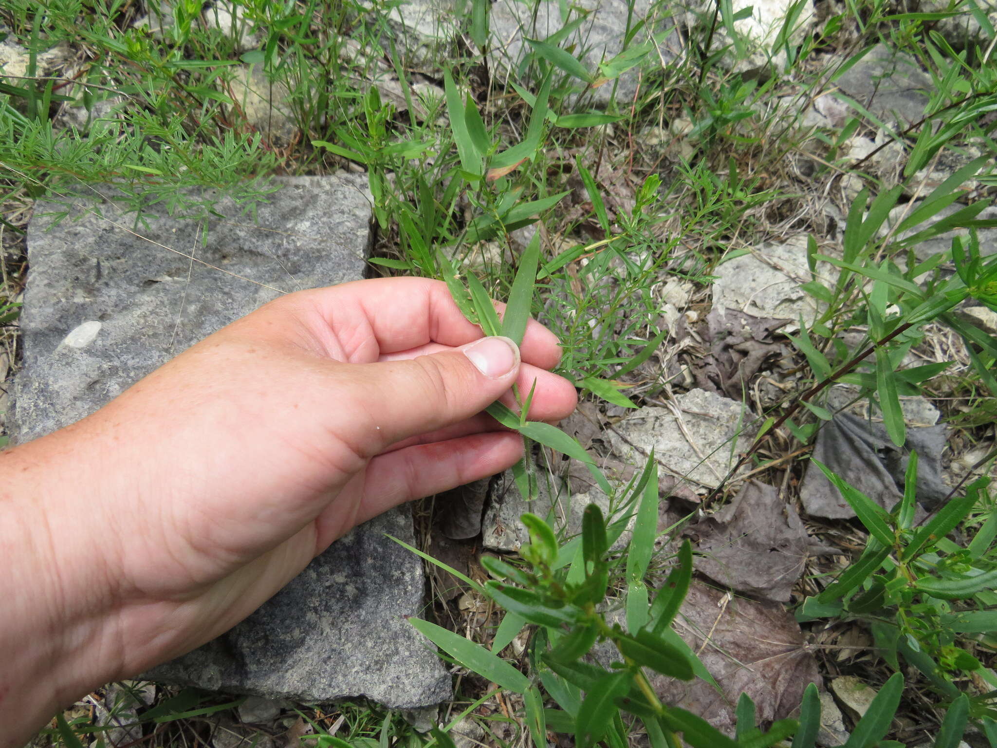 صورة Panicum malacophyllum Nash