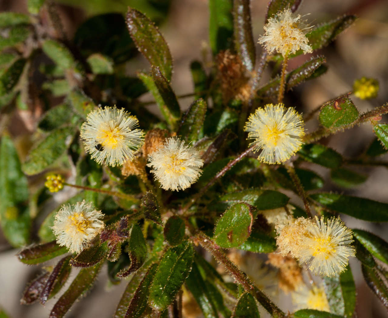 Imagem de Acacia aspera subsp. parviceps N. G. Walsh