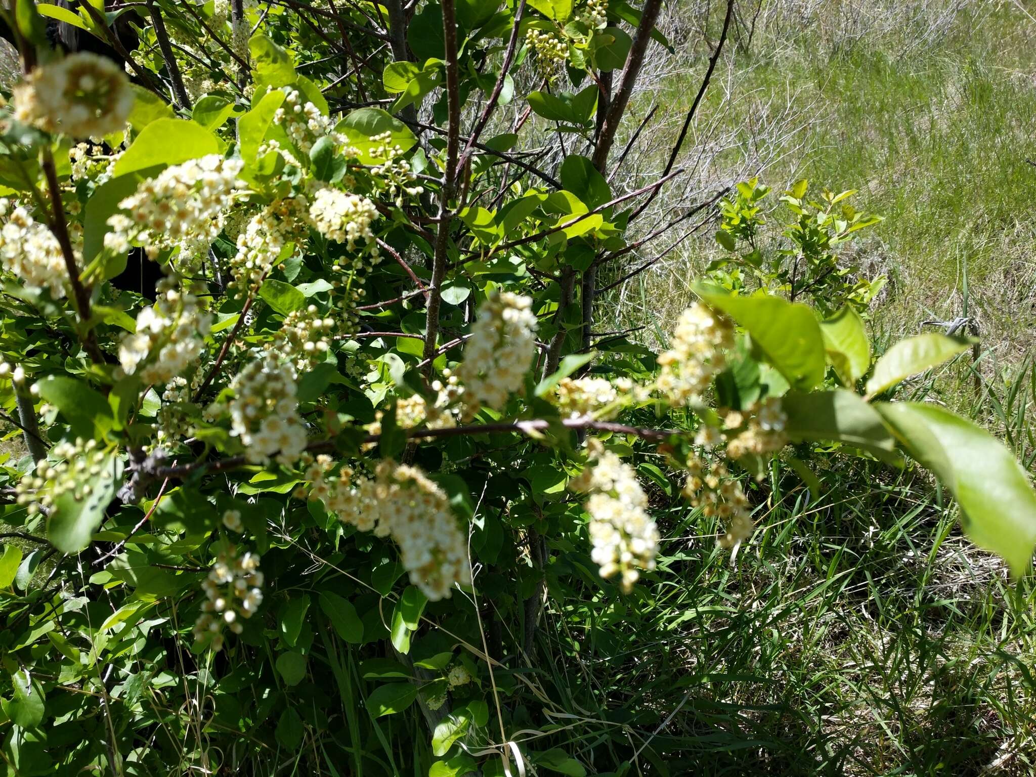 Imagem de Prunus virginiana var. melanocarpa (A. Nels.) Taylor & Mac Bryde