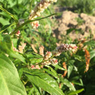 Image de Persicaria pensylvanica (L.) M. Gómez