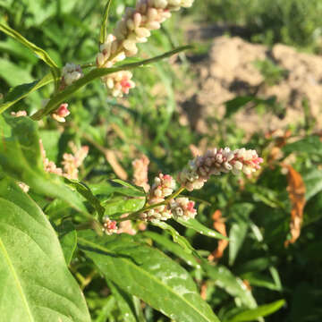 Image de Persicaria pensylvanica (L.) M. Gómez