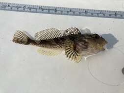 Image of Bonehead sculpin