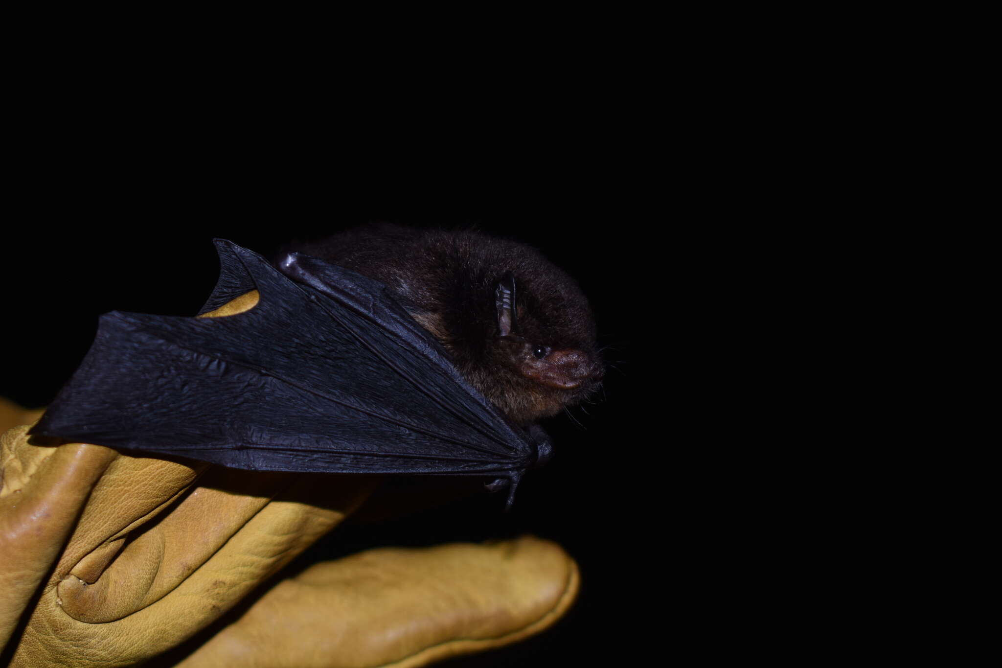 Image of Brazilian brown bat