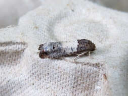 Image of Goldenrod Gall Moth