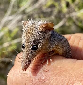 Image of honey possum