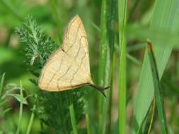 Polypogon tentacularia Linnaeus 1758的圖片