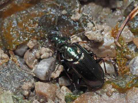 Agonum (Agonum) muelleri (Herbst 1784)的圖片