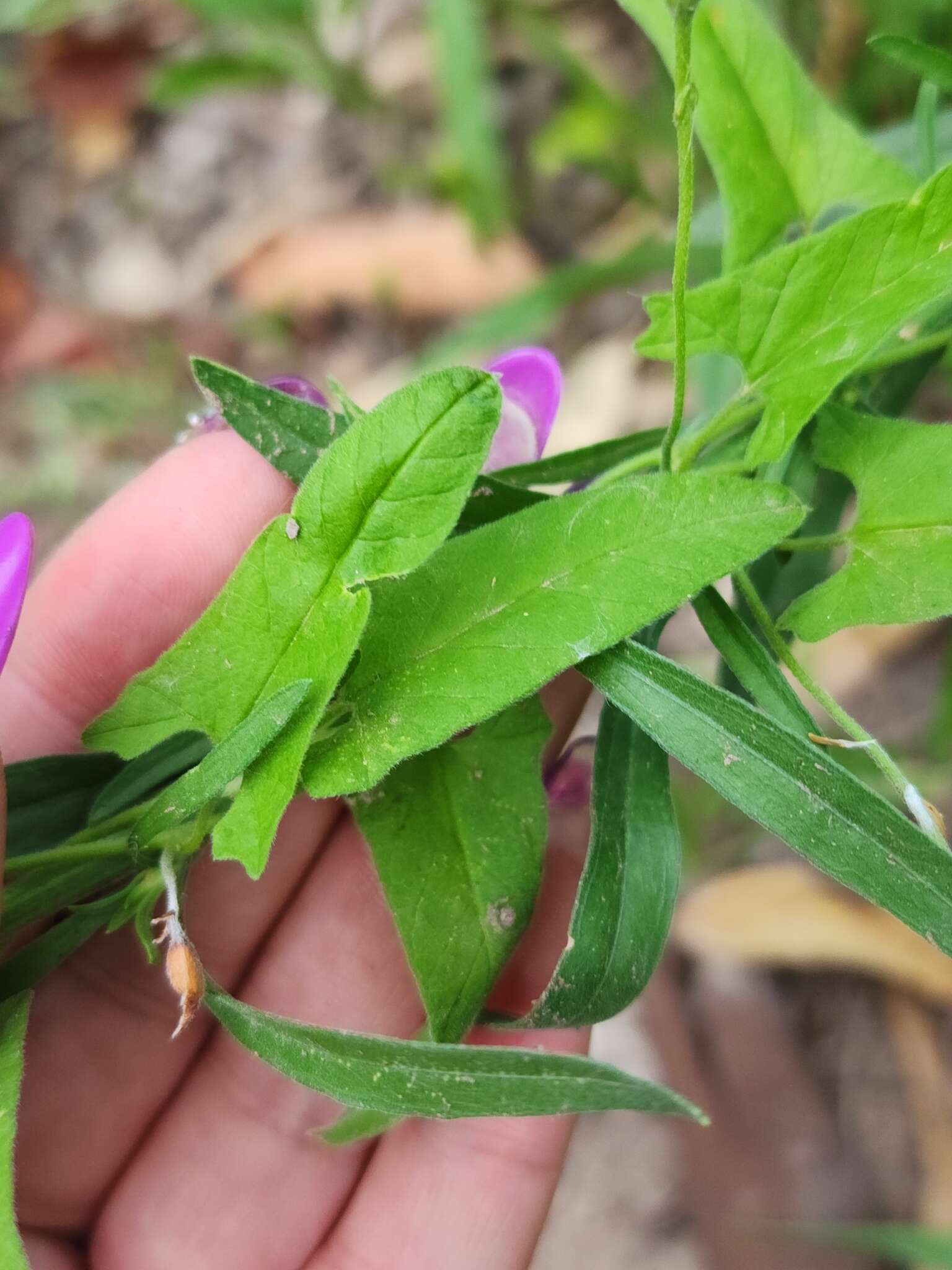 Convolvulus bonariensis Cav.的圖片