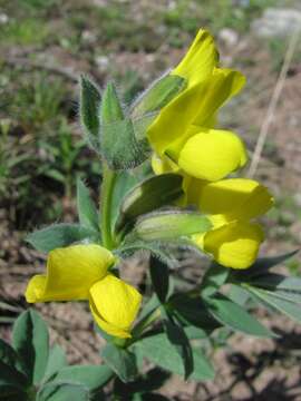 Image of Thermopsis alpina (Pall.) Ledeb.