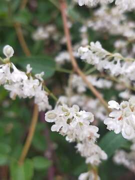 صورة Fallopia baldschuanica (Regel) Holub