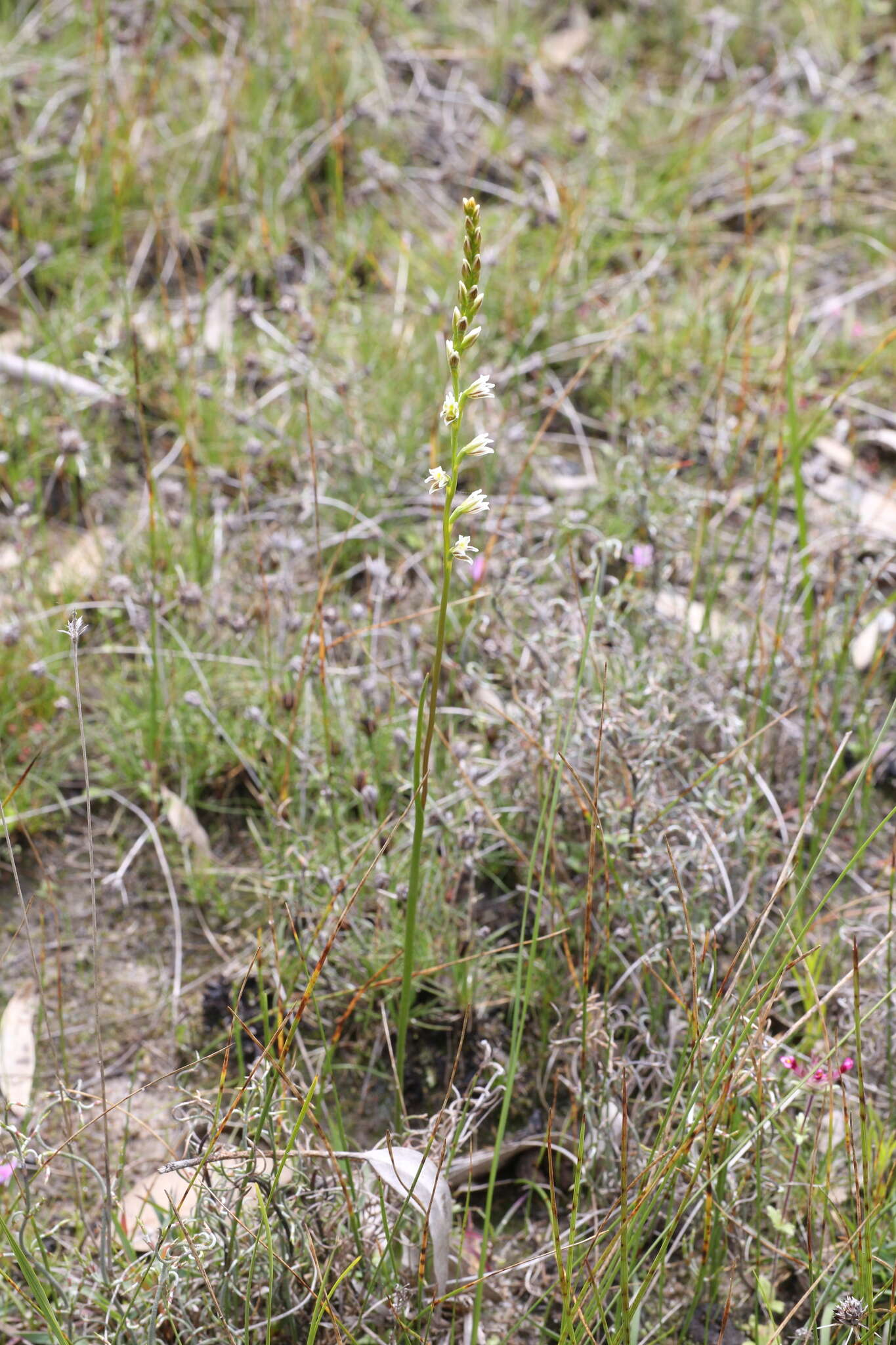 Image of Pouched leek orchid