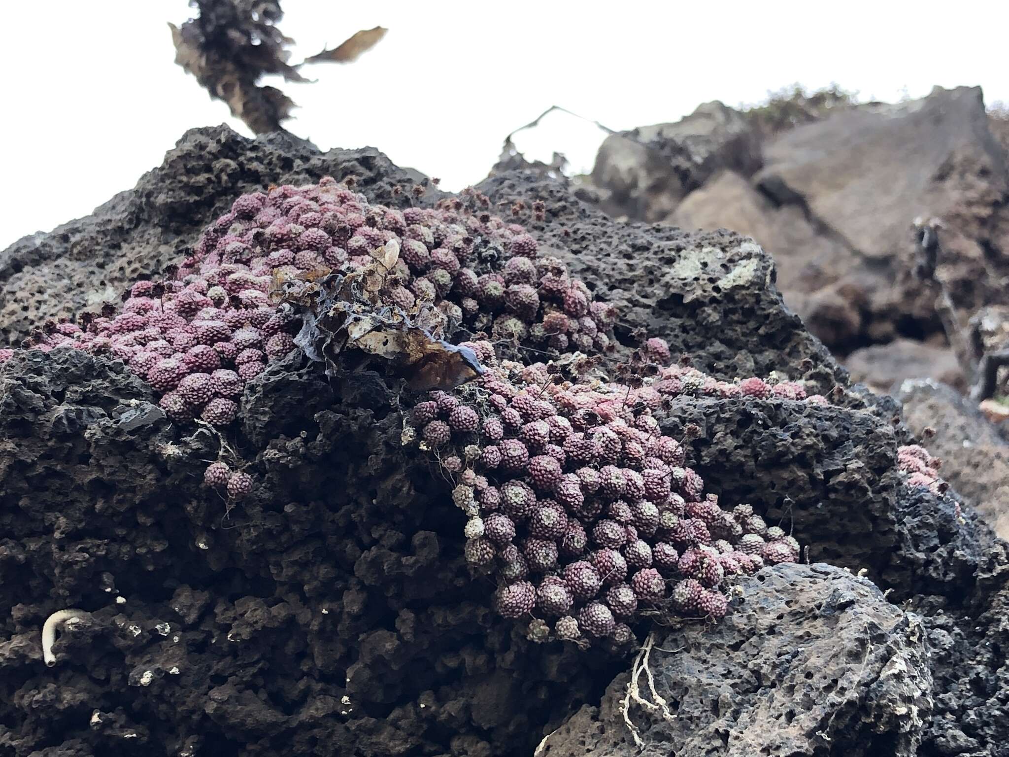 Plancia ëd Monanthes polyphylla Haw.