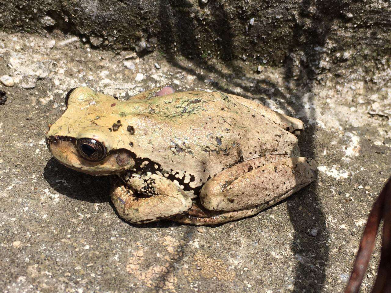 Image of northern streamside tree frog