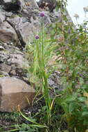 Image of Allium strictum Schrad.