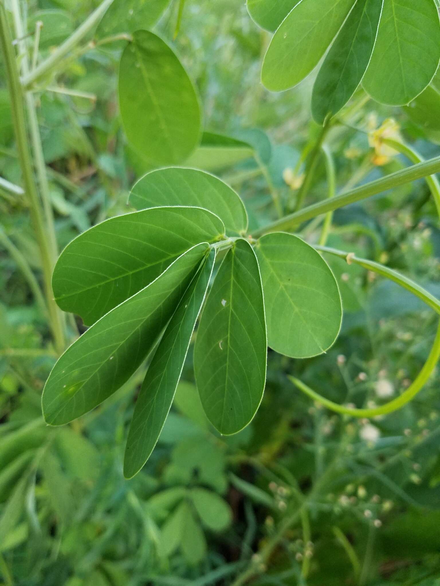 Image of Chinese senna