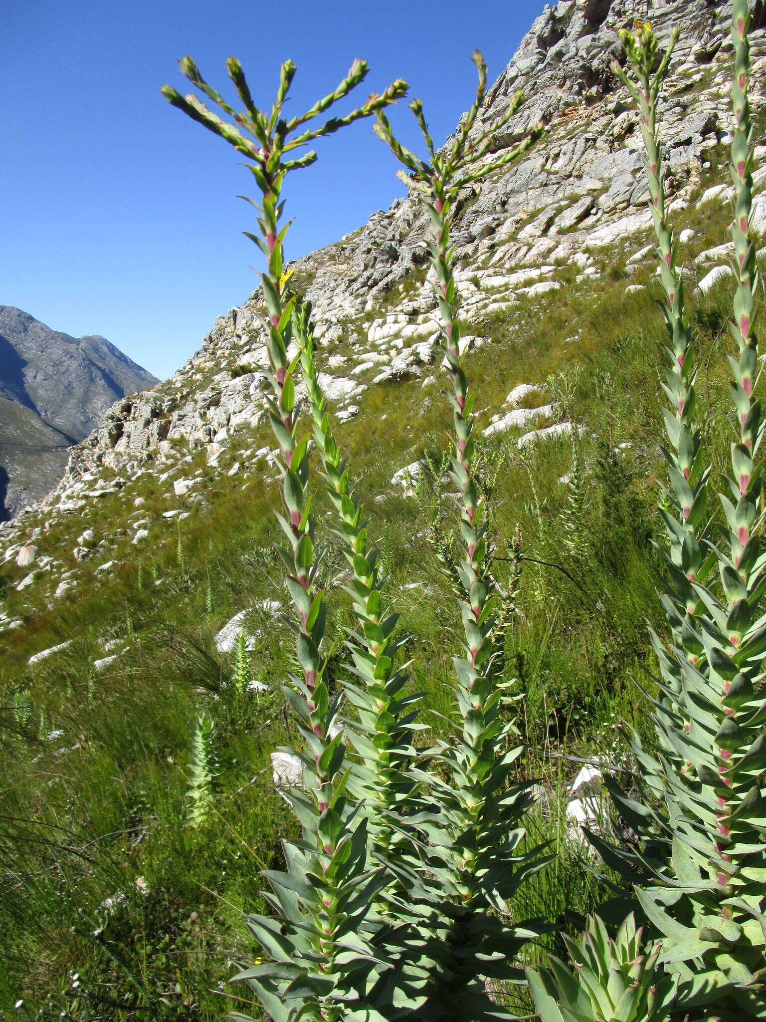 Image of Osteospermum corymbosum L.