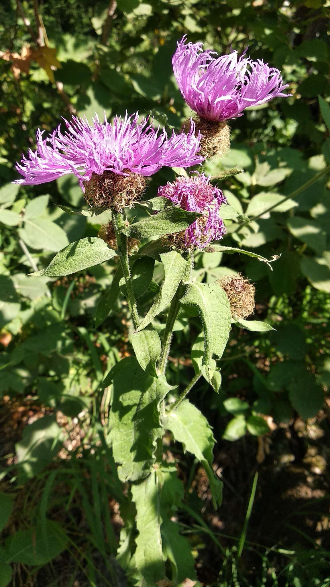 Image of Centaurea phrygia subsp. abnormis (Czer.) Greuter