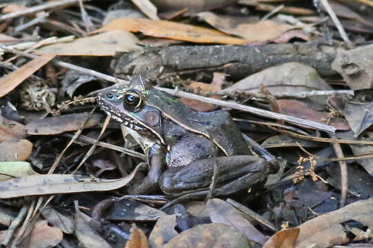 Image de Lithobates sphenocephalus (Cope 1886)