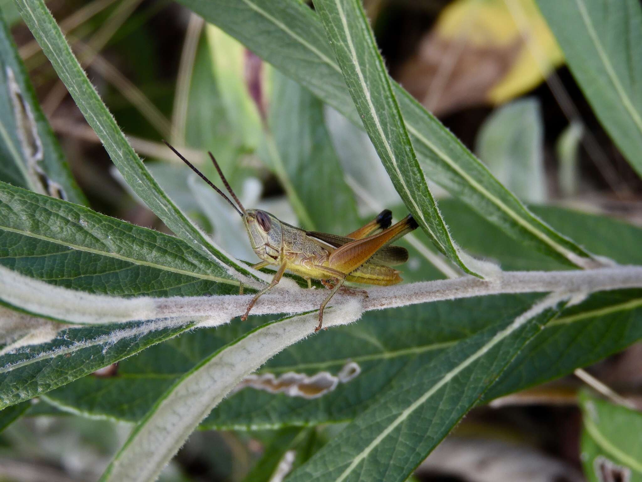 Image de Staurorhectus longicornis Giglio-Tos 1897