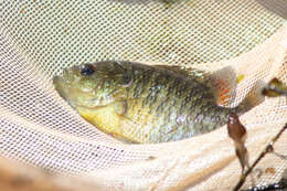 Image of Bantam Sunfish