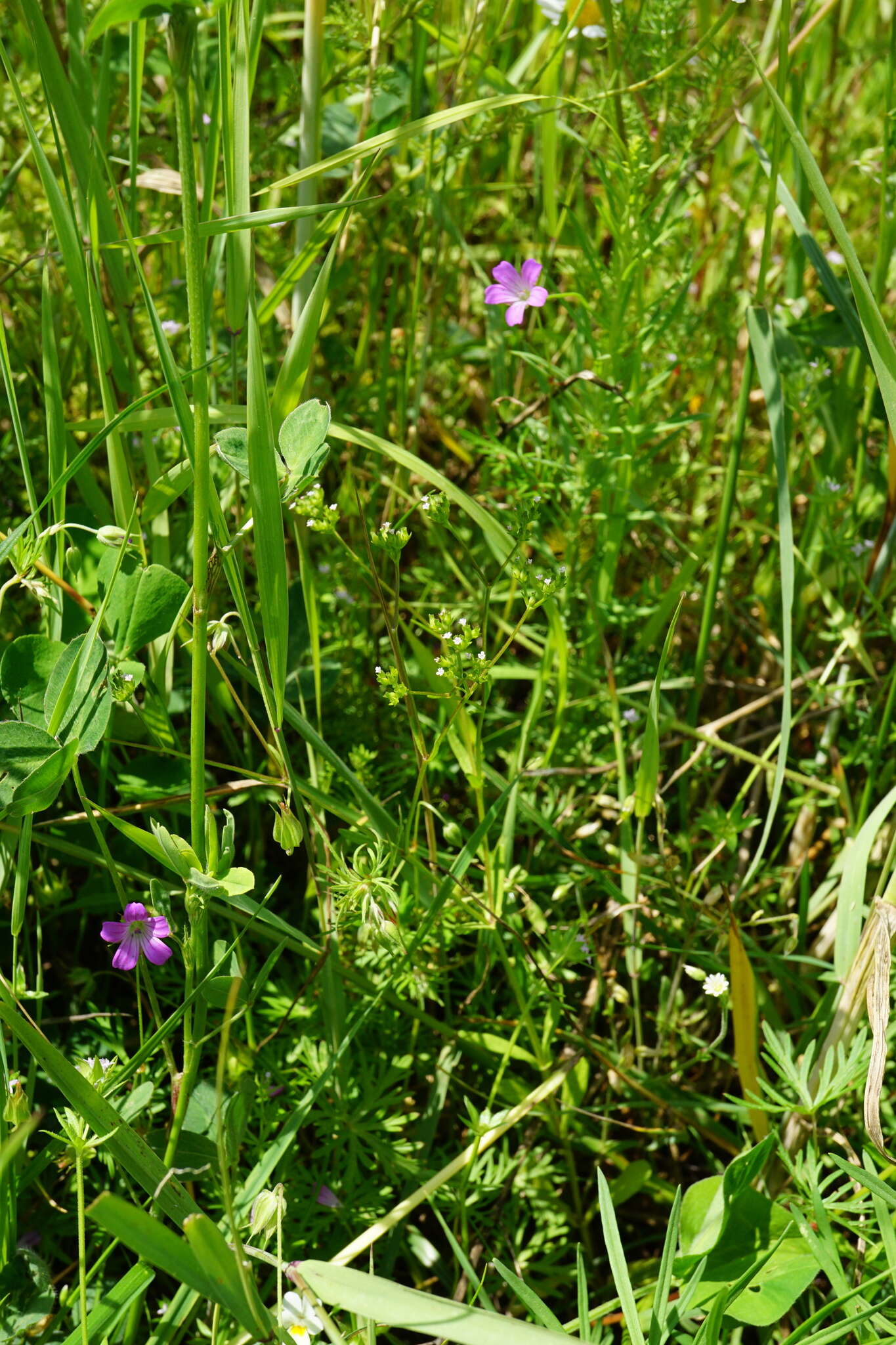 Imagem de Valerianella dentata (L.) Pollich