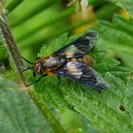 Imagem de Chrysops caecutiens (Linnaeus 1758)