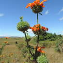 Image of Leonotis myricifolia Iwarsson & Y. B. Harv.