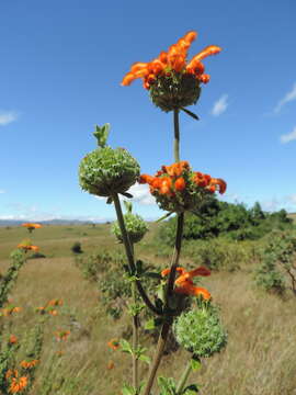 Image of Leonotis myricifolia Iwarsson & Y. B. Harv.