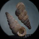 صورة Cochlostoma scalarinum (A. Villa & G. B. Villa 1841)