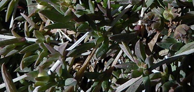 Imagem de Delosperma litorale (Kensit) L. Bol.