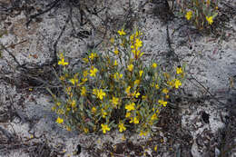 Image of Hibbertia subvaginata (Steudel) F. Müll.