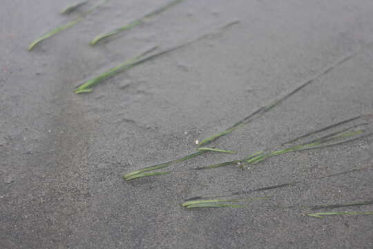 Image of Dwarf-Eel-Grass