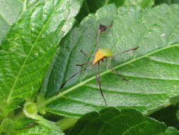 Image of Flag-footed Bug