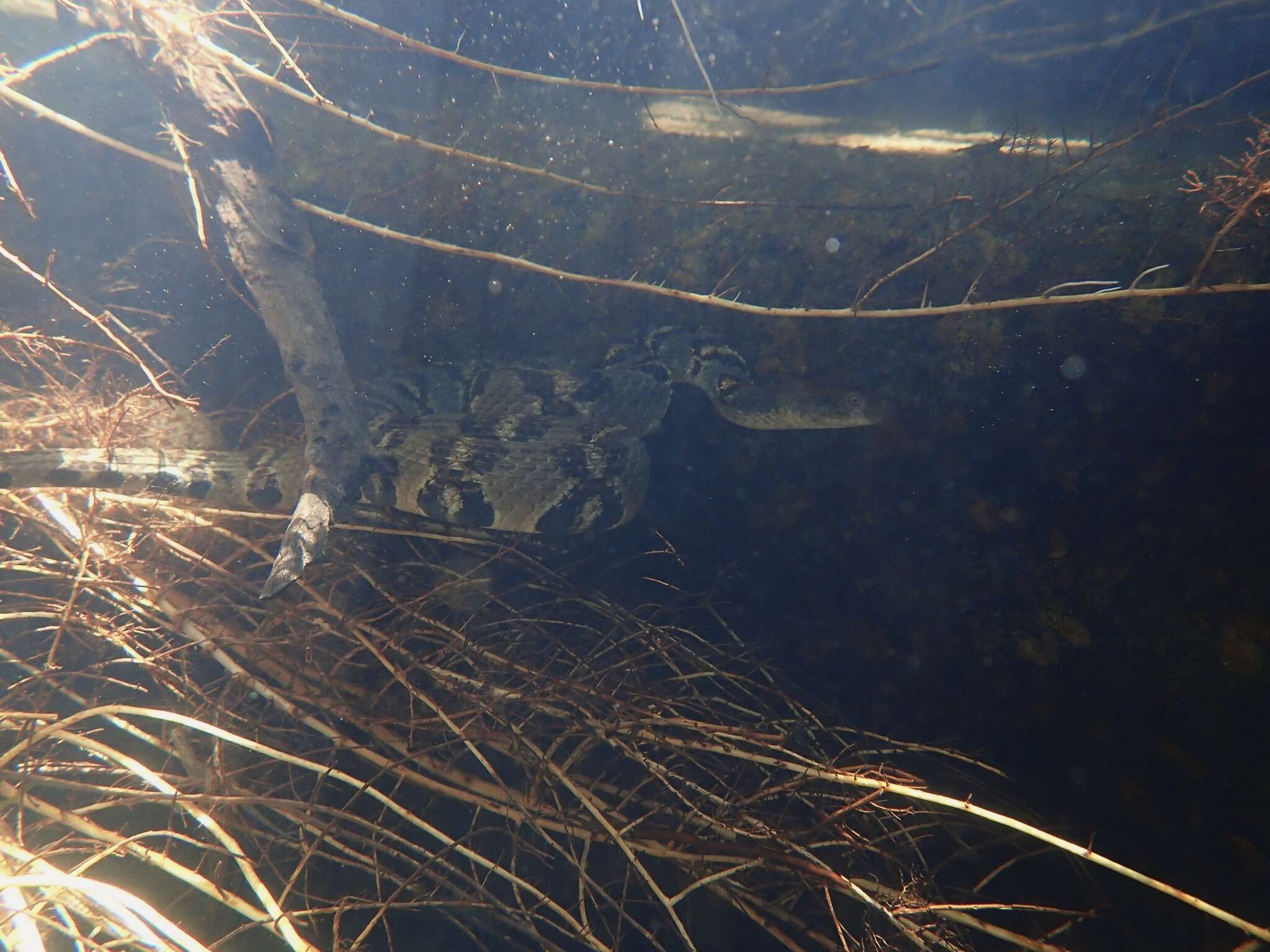 صورة <i>Trimerodytes aequifasciatus</i>