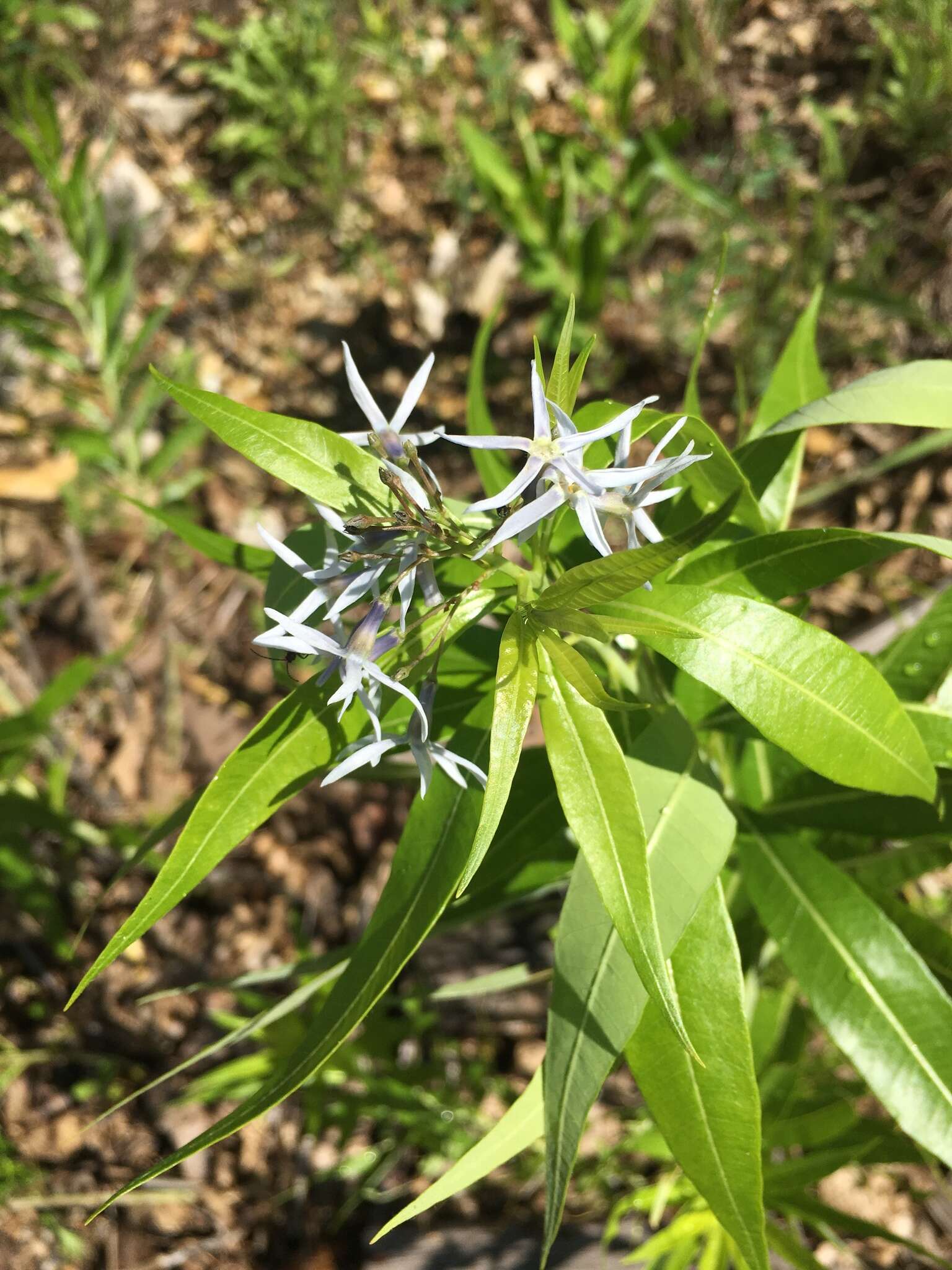 Image of Ozark bluestar