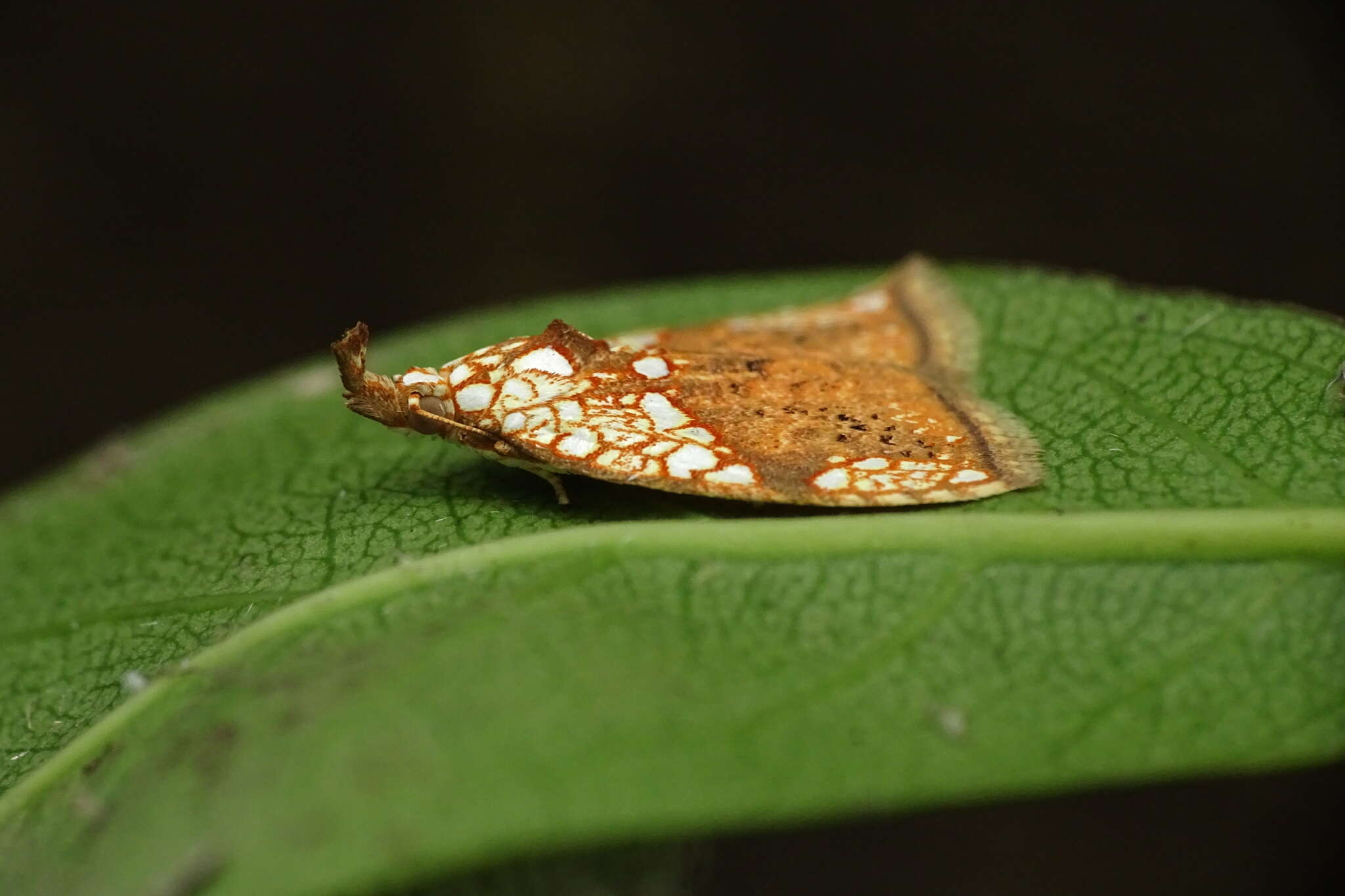 Image of Gabala argentata Butler 1878