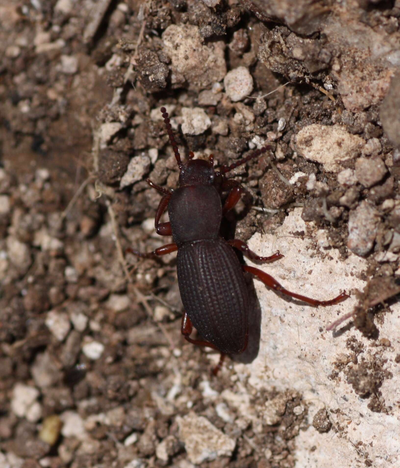 Imagem de Argoporis rufipes Champion 1885